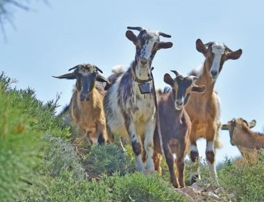 Η πλήρης εγκατάλειψη στο Καστελόριζο: Τα κατσίκια είναι πιο πολλά από τους ανθρώπους και καταστρέφουν τα πάντα